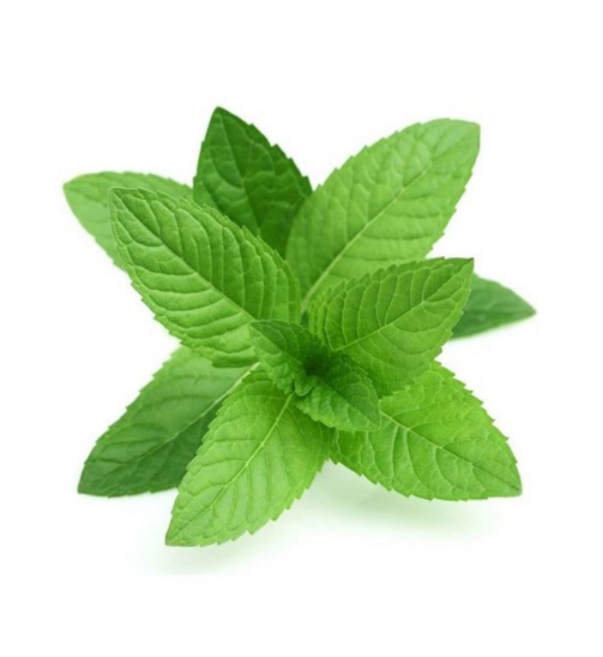 Mint Leaves - புதினா இலை - Nagercoil Shopping App 
