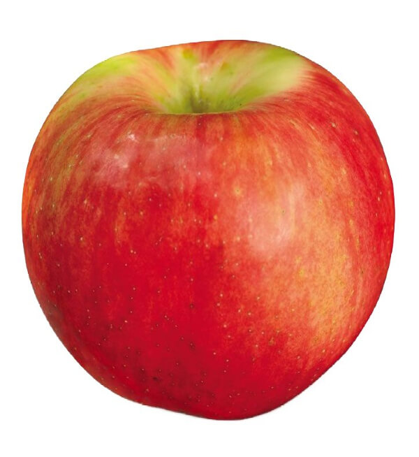 McIntosh-apple